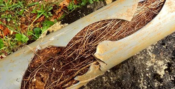Roots have invaded this plastic pipe