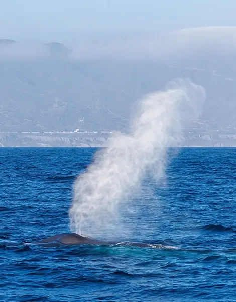 A spouting gray whale