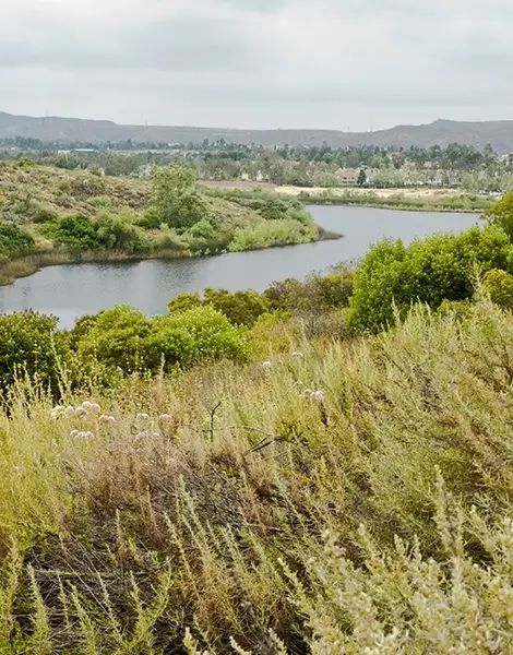 The View from a Tustin Nature Park