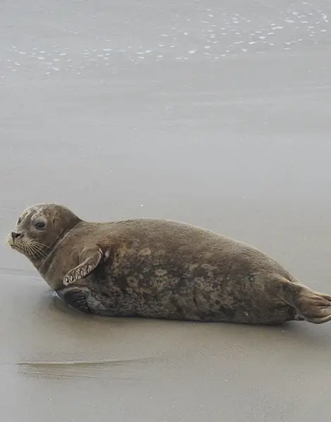 A seal enjoying the beach