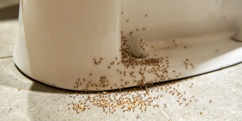 Ants at the base of a toilet